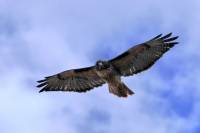Aigle